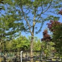 Gleditsia  triacanthos ‘Sunburst’ - 1