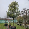 Ilex Aquifolium - 1