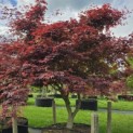 Acer palmatum 'Sumi-Nagashi' - Foto 4