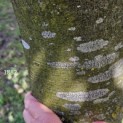 Fagus sylvatica 'Atropunicea' - 3