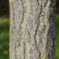 Ginkgo biloba - Foto 1