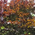 Fagus sylvatica 'Atropunicea' - juni 2026