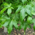 Liquidambar styraciflua - amberboom blad