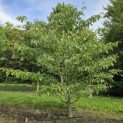 Cornus controversa - 2