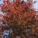 Fagus sylvatica 'Atropunicea' - mei 2026