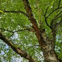 Betula Nigra - 2 kroon mei 2024