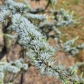 Cedrus libani 'Glauca' - Foto 3