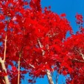 Acer palmatum 'Atropurpureum' - Foto 3
