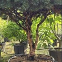 Pinus sylvestris 'Watereri' - Foto 2