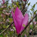 Magnolia 'Susan' - Afbeelding 2