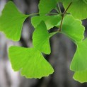 #42 Ginkgo biloba Japanischer Nussbaum, freie Dachform