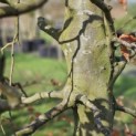 Fagus sylvatica - 4
