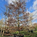 Fagus sylvatica - 2