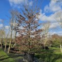 Fagus sylvatica - 1