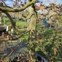 Fagus sylvatica - 3