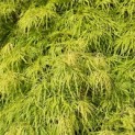 Acer palmatum 'Dissectum' - Foto 4