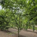 Carpinus betulus - juli 2026