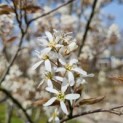 Amelanchier lamarckii - Afbeelding 2