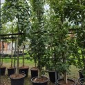 Acer campestre 'Green Column' - Foto 2