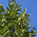 Castanea sativa - 2