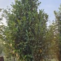 Prunus laur. Caucasica - 1