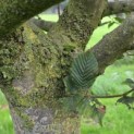 Carpinus betulus - 1