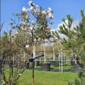 Magnolia stellata - 3