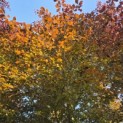 Fagus sylvatica 'Atropunicea' - Foto 2