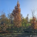Quercus robur 'Fastigiata' - november 2025