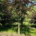 Fagus sylvatica 'Atropunicea' - Foto 3