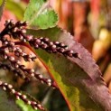 Stachyurus Preacox - 1