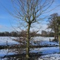 Fagus sylvatica - 2024