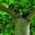 Tilia americana 'Nova' - Afbeelding 1021