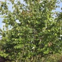 Parrotia persica - 4