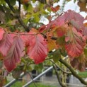 Parrotia persica - 1