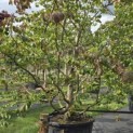 Parrotia persica - 2