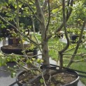 Parrotia persica - 1