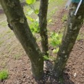 Platanus x Hispanica - 4