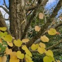 Cercidiphyllum japonicum - Foto 4