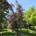Fagus sylvatica 'Riversii' - 1