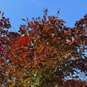 Fagus sylvatica 'Atropunicea' - mei 2026