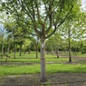 Pterocarya fraxinifolia - Foto 2