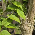 Heptacodium miconioides - Foto 8