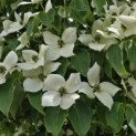 Cornus kousa 'China Girl' - 5