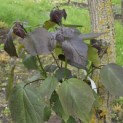 Catalpa erubescens 'Purpurea' - Foto 2