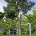 Pinus nigra subsp. Nigra - 1