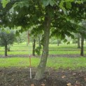 Platanus hispanica - 1