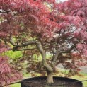 Acer palmatum 'Garnet' - 9