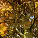 Fagus sylvatica 'Atropunicea' - 1