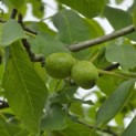 Juglans regia 'Buccaneer' - 5